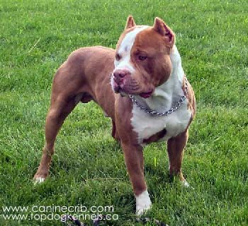 �������� PiT bULL ���������