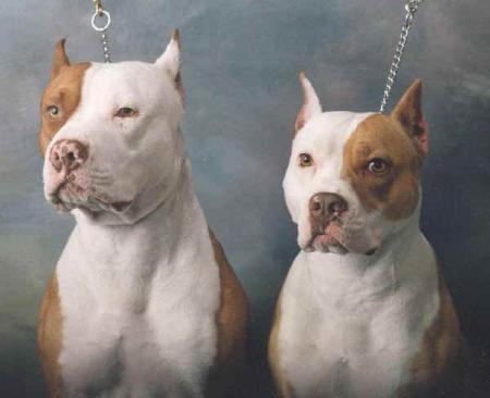 ========les JuMeAuX========